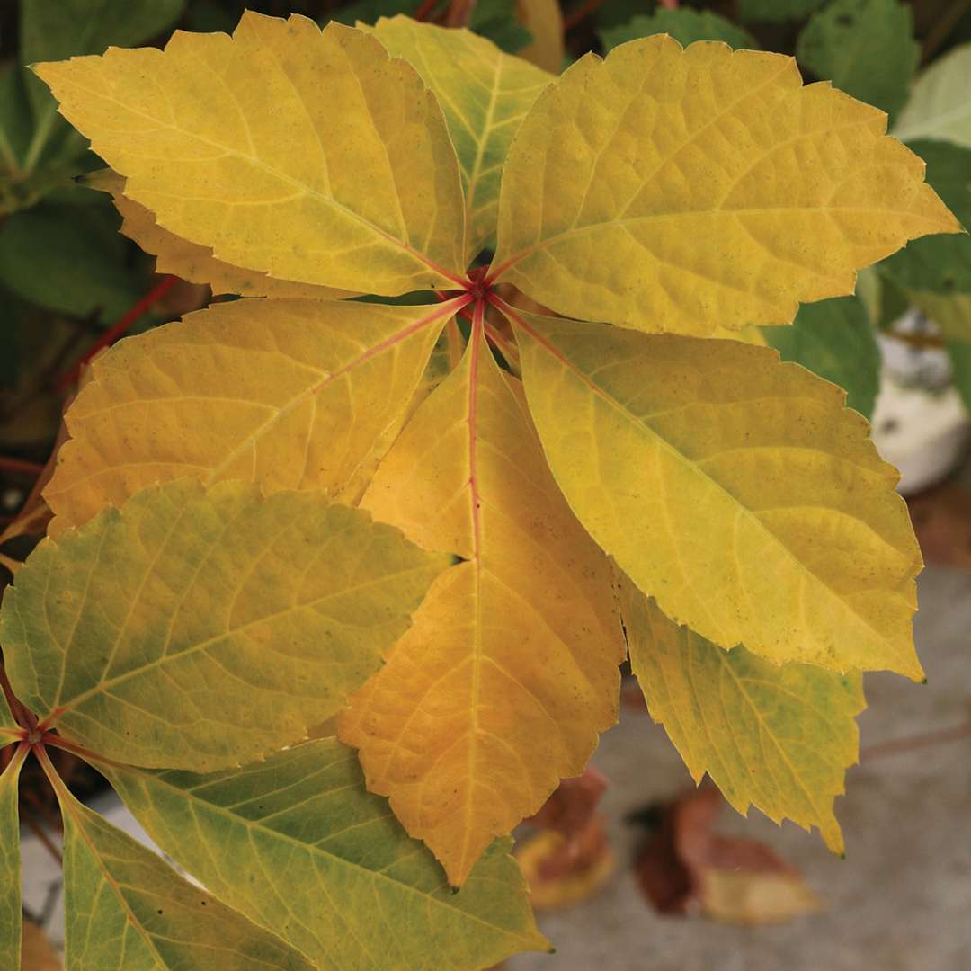 Close up of yellow and green Yellow Wall Parthenocissus foliage